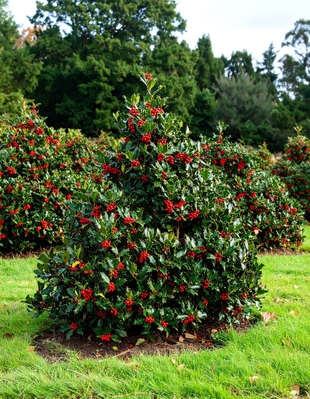Berry Bearing Hollies for Four Season Color - 20 Front Yard Evergreen Landscaping Ideas