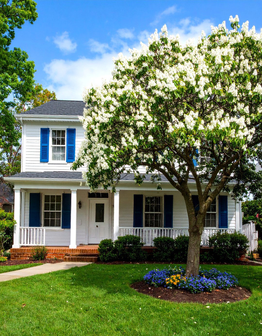 Carolina Silverbell Halesia carolina - 20 Small Trees for Front Yard