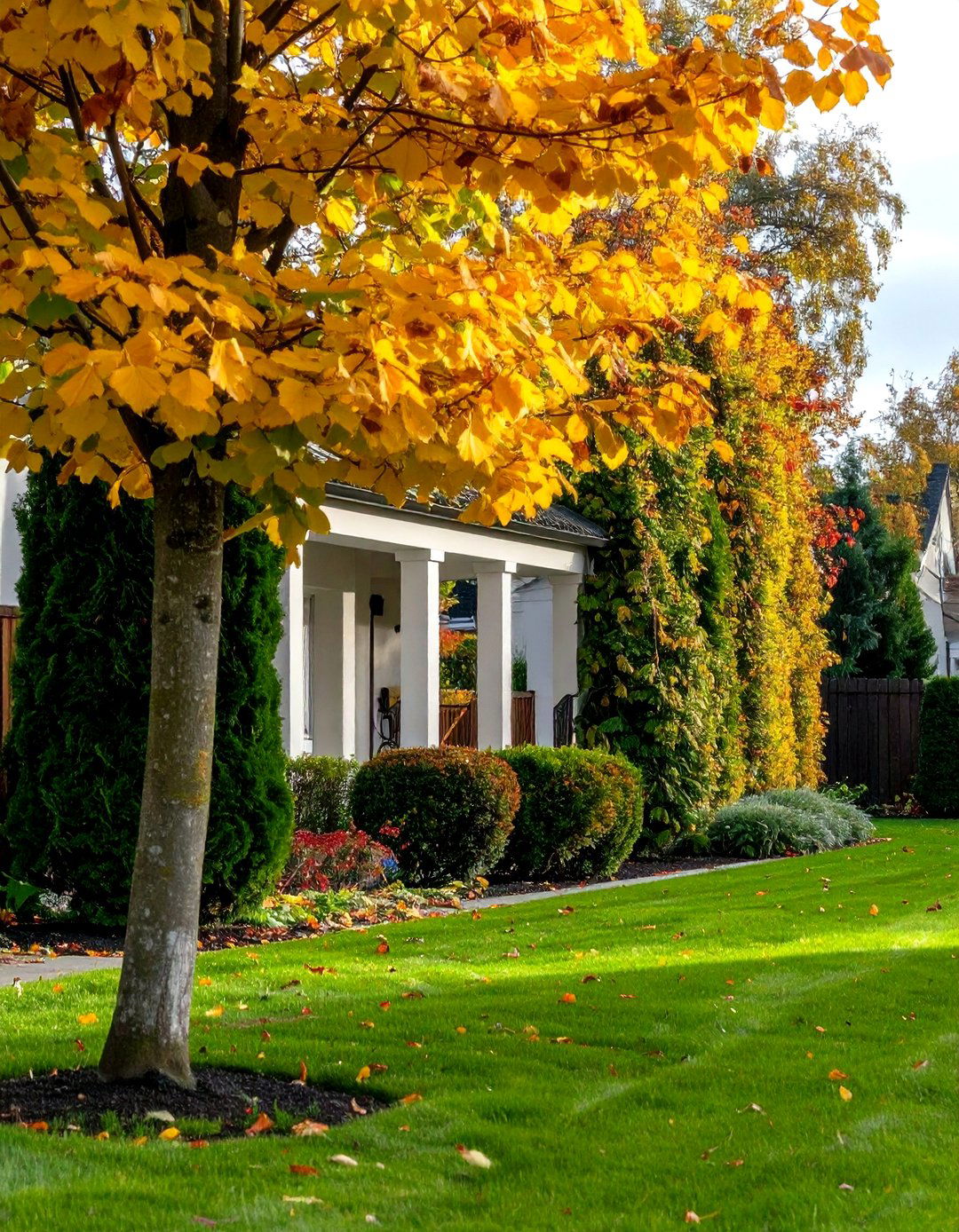 Columnar European Hornbeam Carpinus betulus Fastigiata - 20 Small Trees for Front Yard