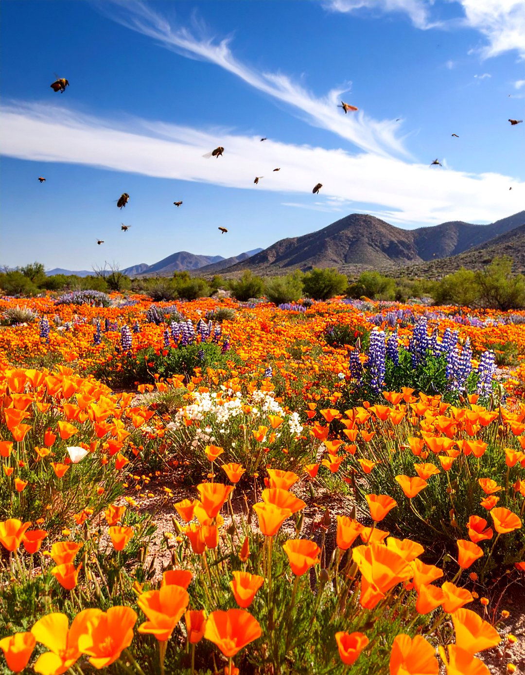 Desert Landscape Native Wildflower Seasonal Burst - 20 Desert Landscape Ideas