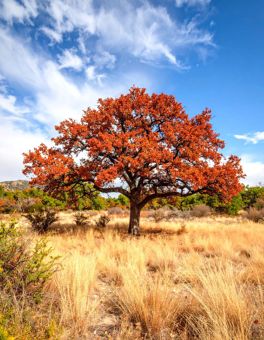 Drought Tolerant Tree Landscapes for Water Wise Gardens - 20 Tree Landscaping Ideas