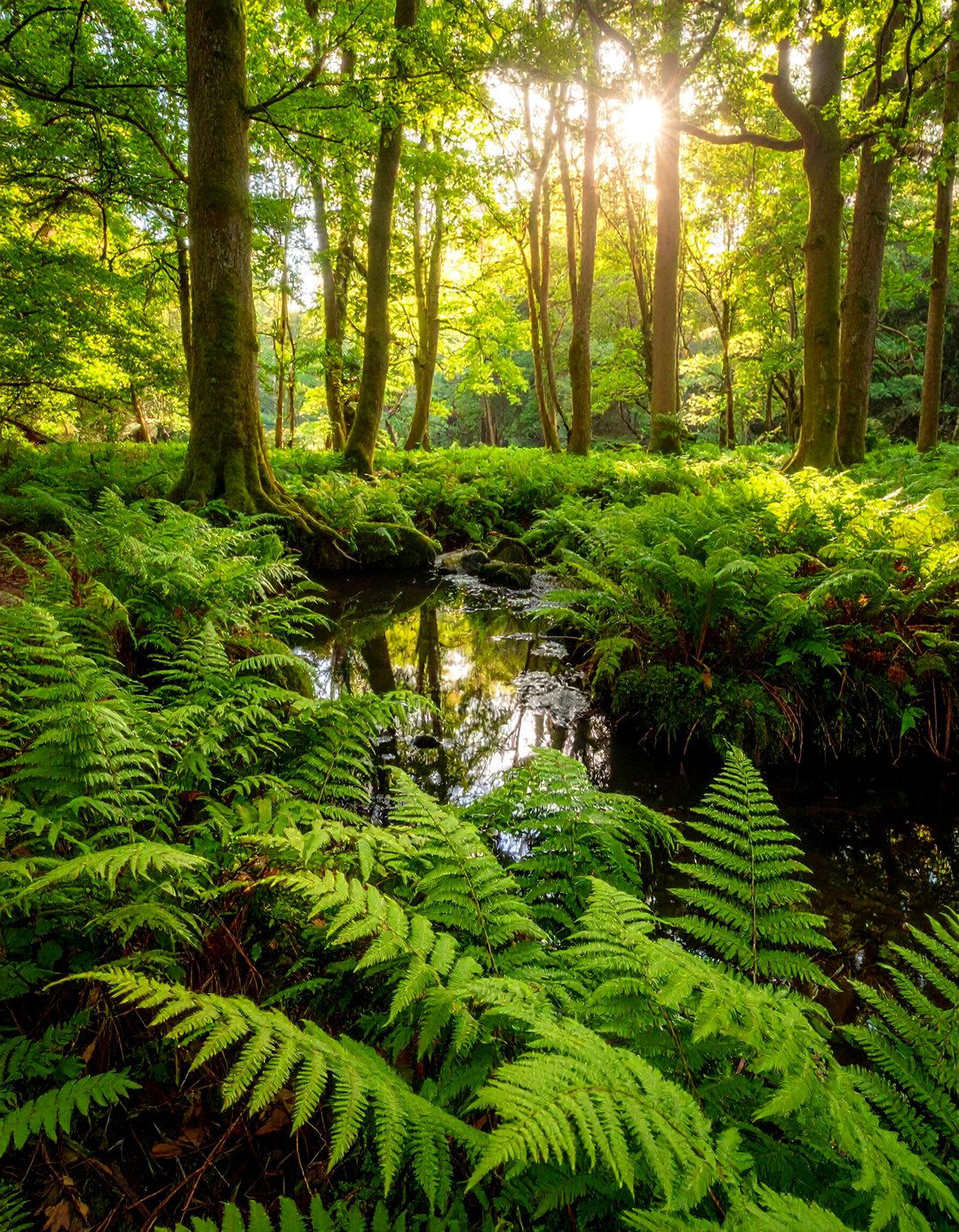 Ferns for Damp Shade - 20 Shady Garden Ideas
