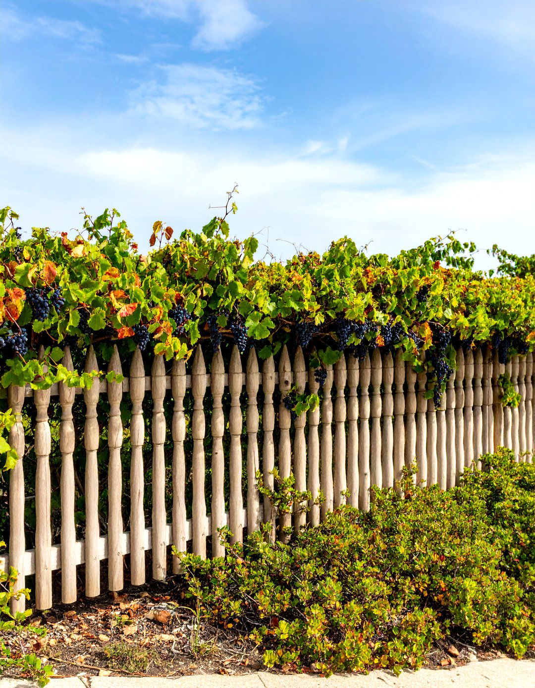 Florida Backyard Sea Grape Privacy Hedge and Windbreak - 20 Florida Backyard Ideas