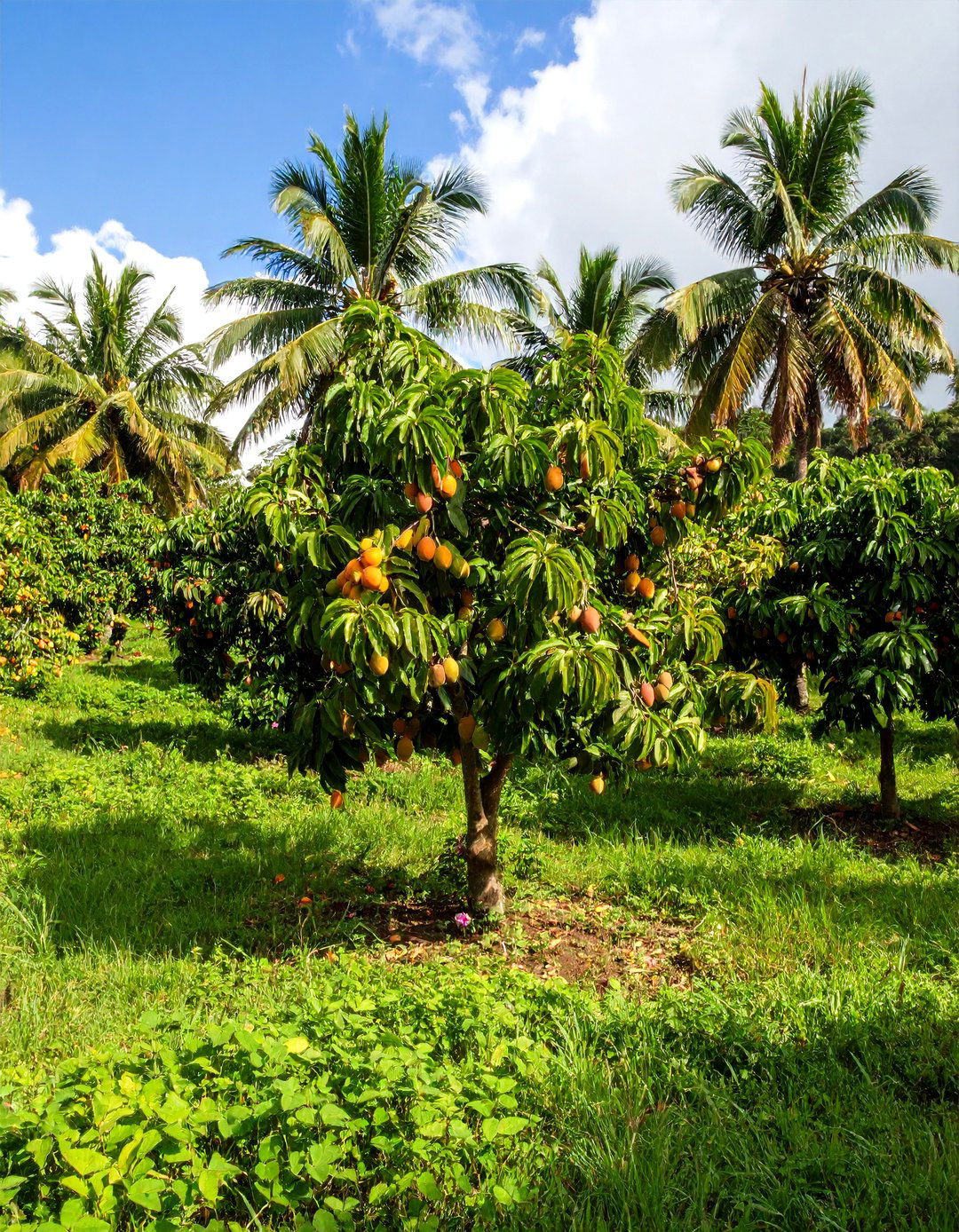 Florida Backyard Tropical Fruit Grove - 20 Florida Backyard Ideas