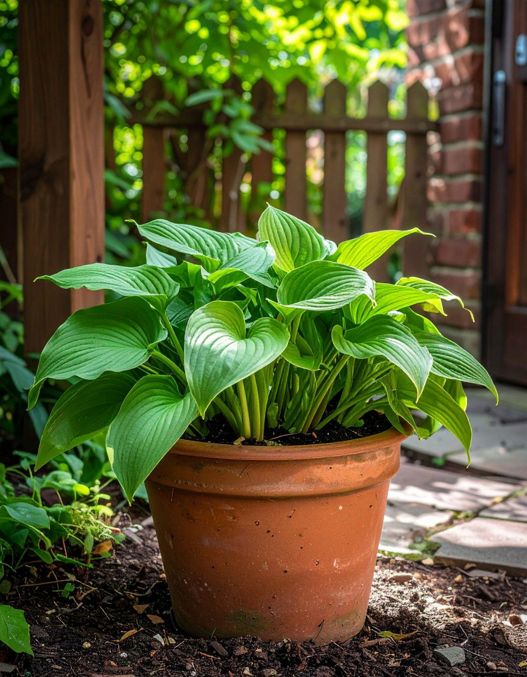 Mini Hostas Shade Tolerant Front Door Plant - 20 Front Door Plants