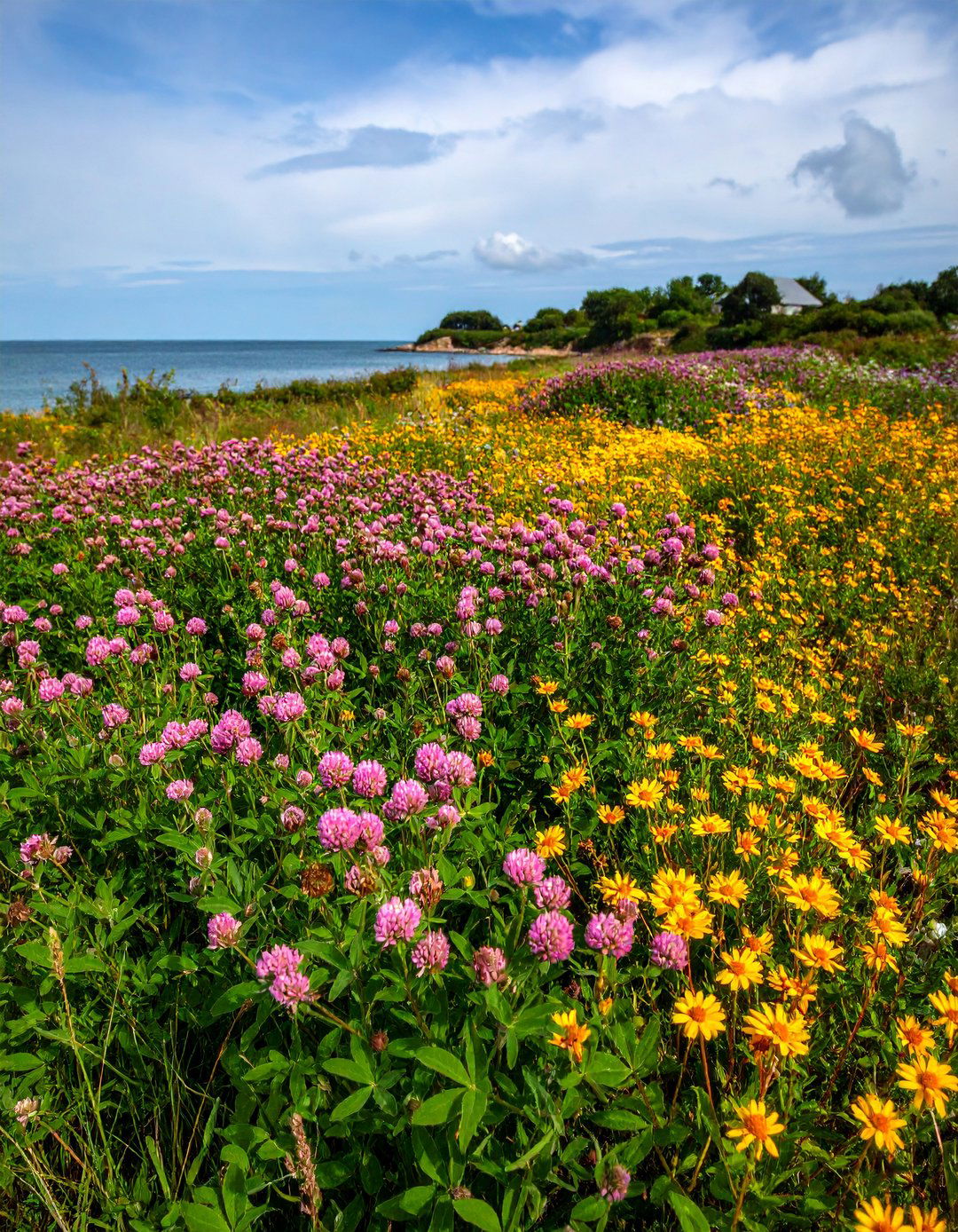 Native Plant Flower Garden Haven - 20 Flower Garden Ideas