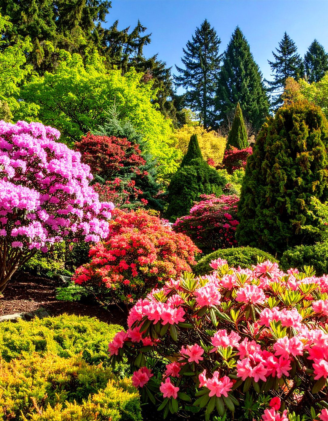 Needle and Leaf Contrast for Evergreen Drama - 20 Front Yard Evergreen Landscaping Ideas