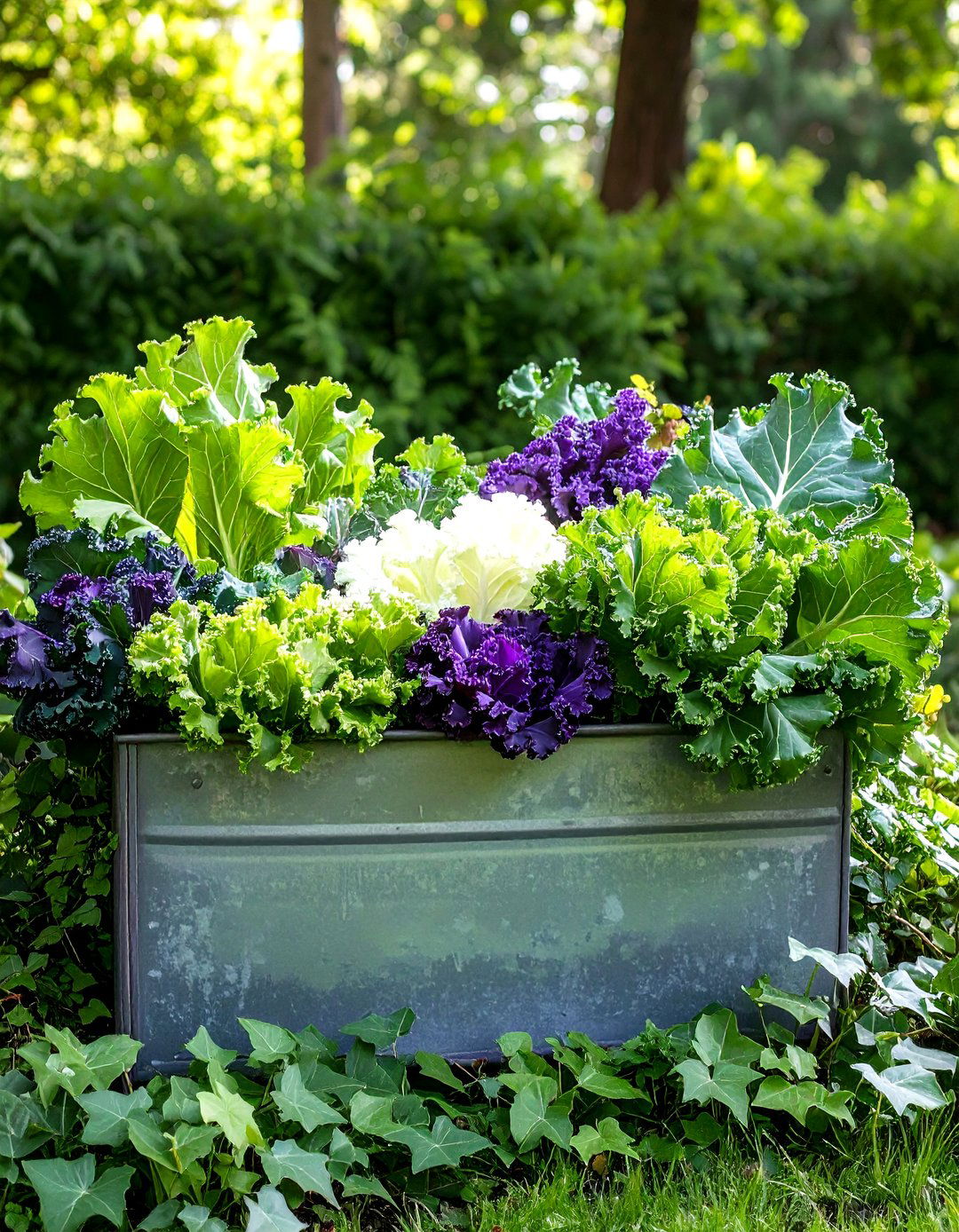 Ornamental Cabbage and Kale Fall Flower Box Arrangement - 20 Fall Flower Box Ideas