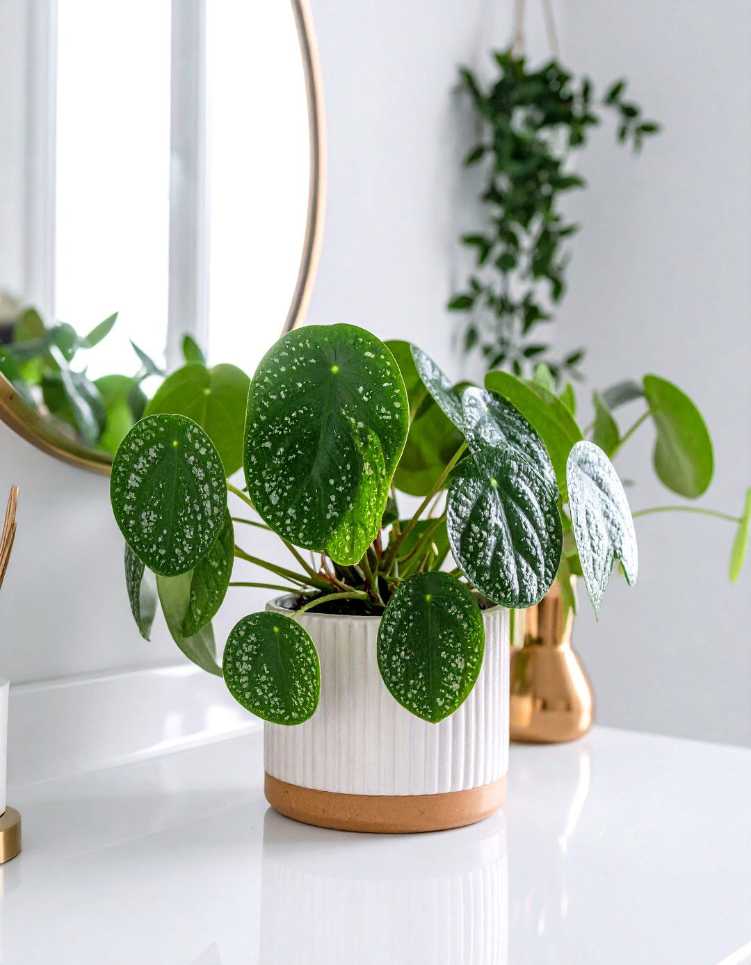 Pilea Bathroom Plant for Modern Minimalism - 20 Best Plants for Bathroom
