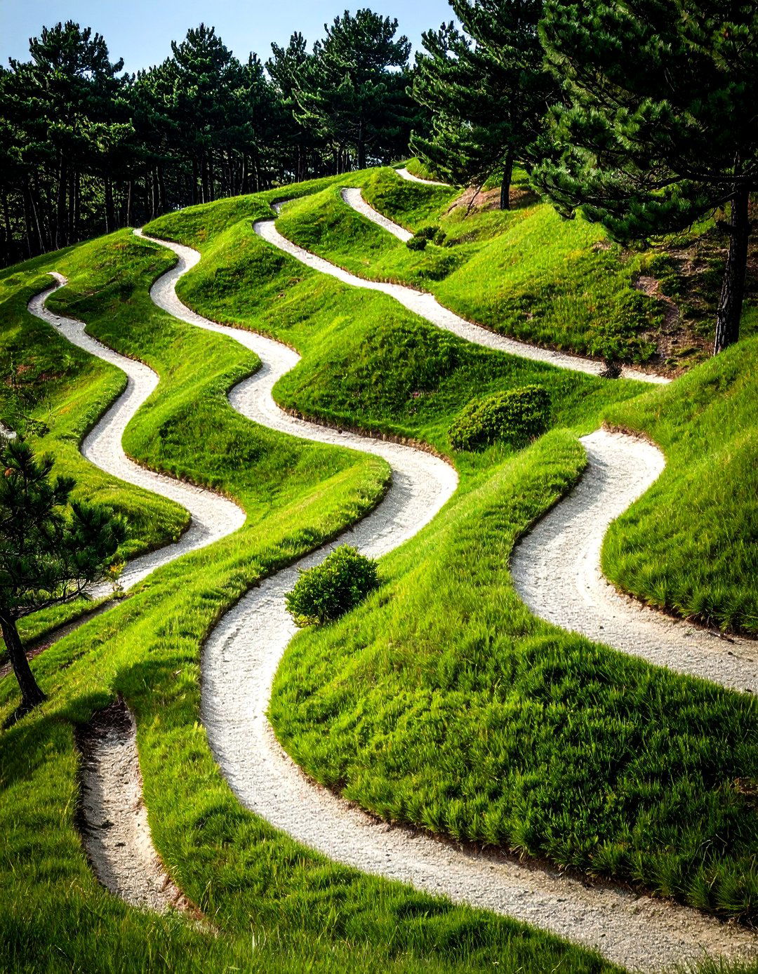 Pine Tree Slope Erosion Control Design - 20 Pine Tree Landscape Ideas
