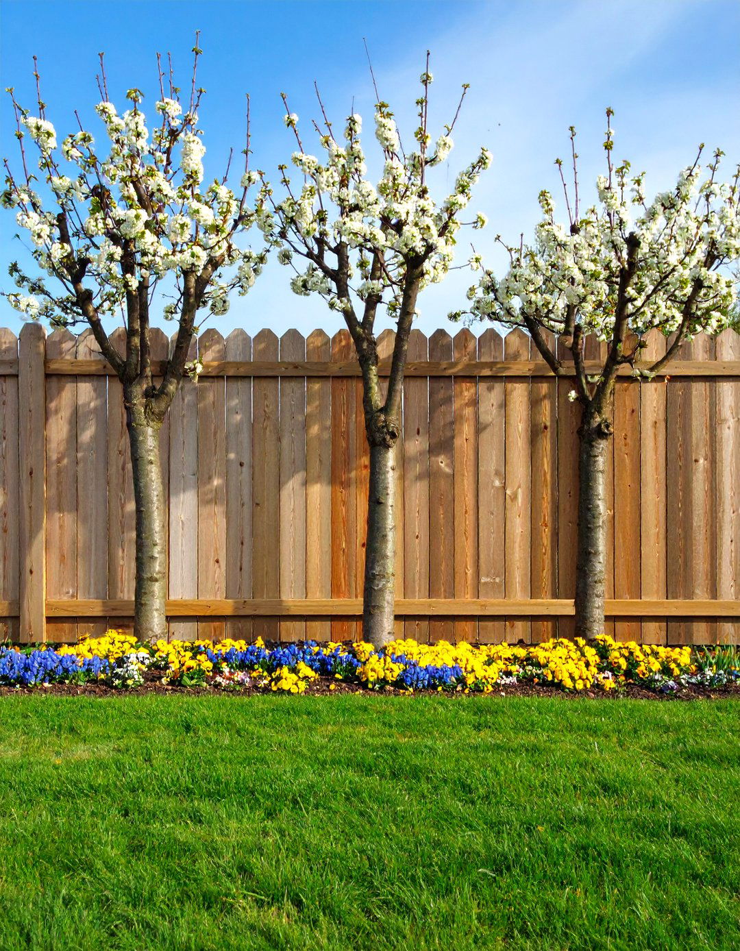Plant a Line of Standard Trees - 20 Simple Fence Line Landscaping Ideas