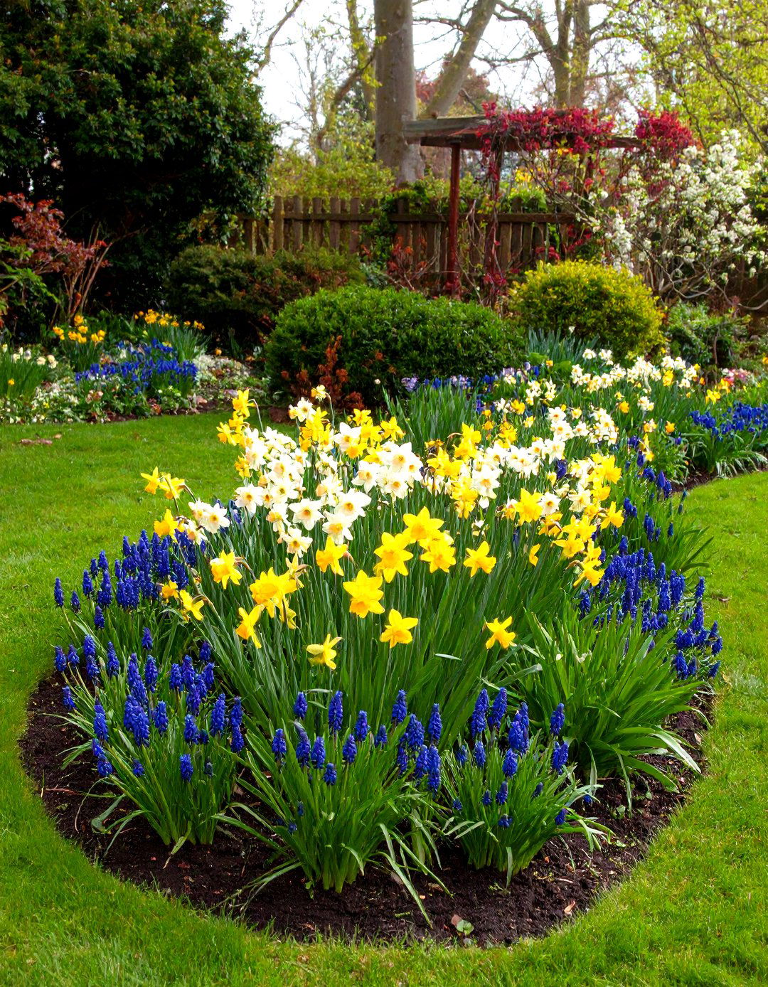 Pollinator Supporting Daffodil Mix - 20 Daffodil Garden Ideas