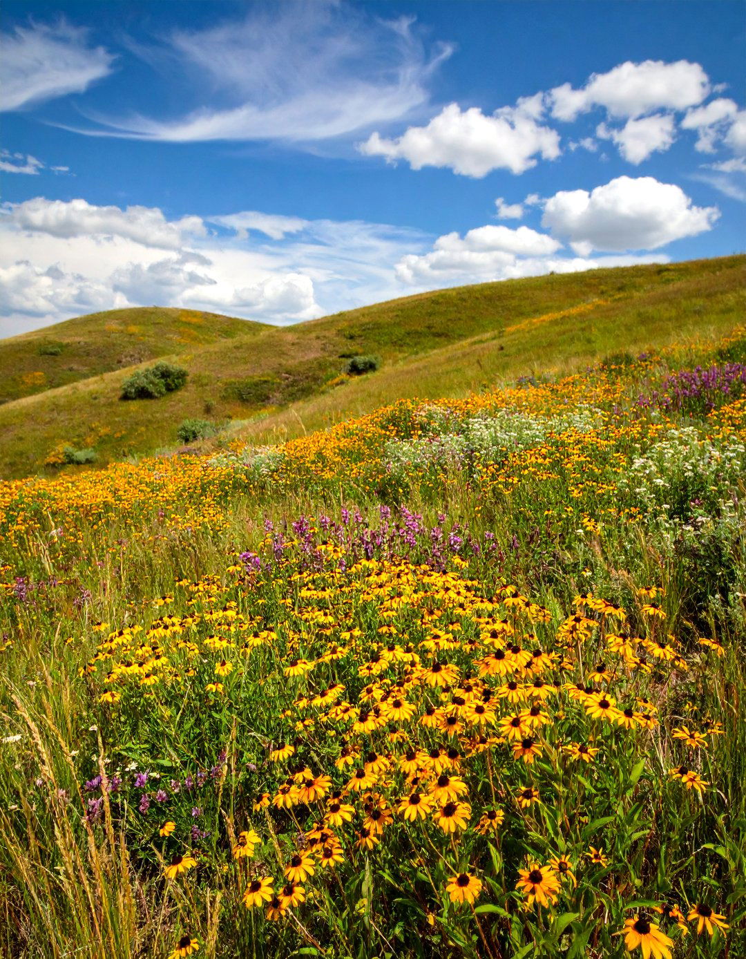 Prairie Plant Slope - 20 Sloped Garden Ideas