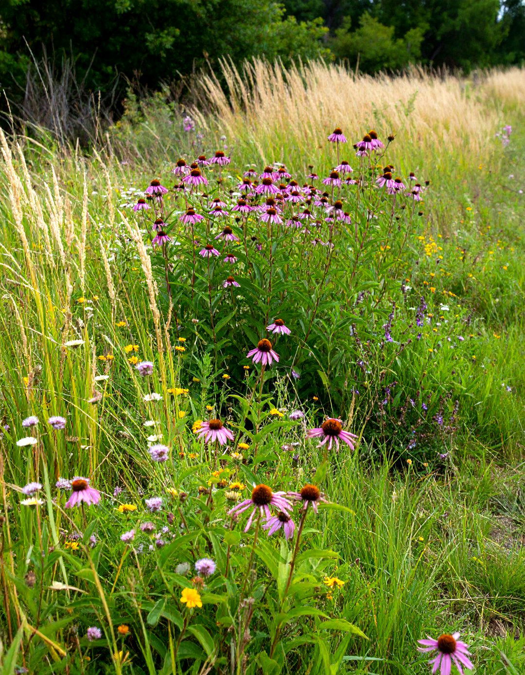 Prairie Style Perennial Flower Bed - 20 Perennial Flower Bed Ideas