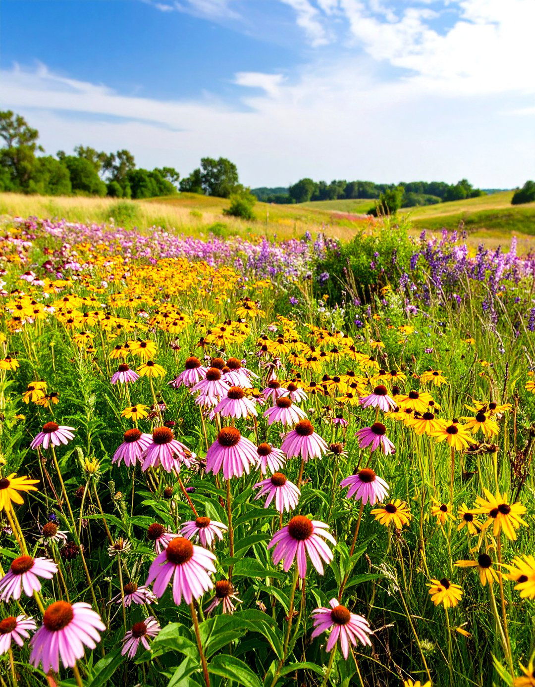 Prairie Style Wildflower Garden - 20 Wildflower Garden Ideas