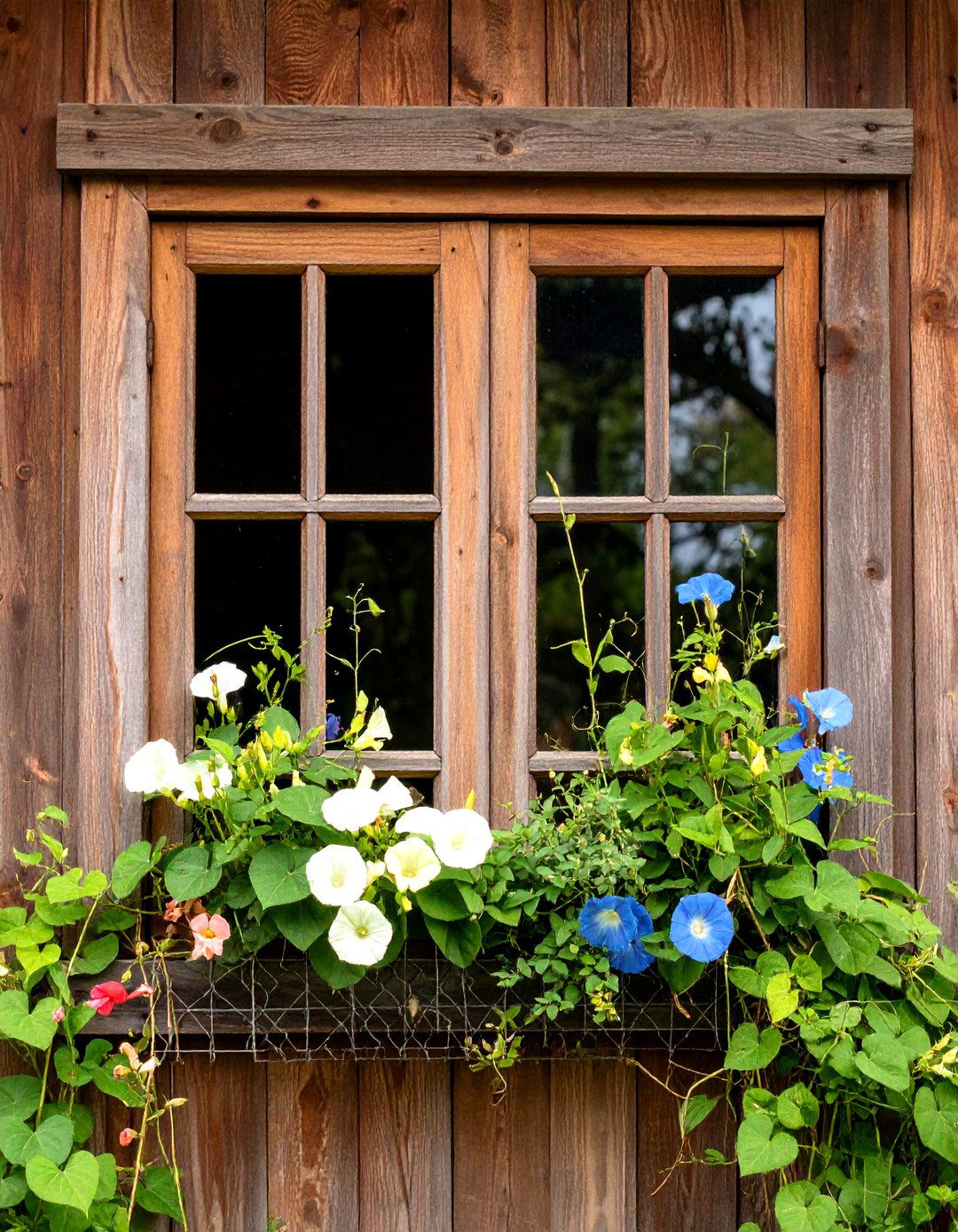 Repurposed Window Frame Trellis Charm - 20 Trellis Ideas