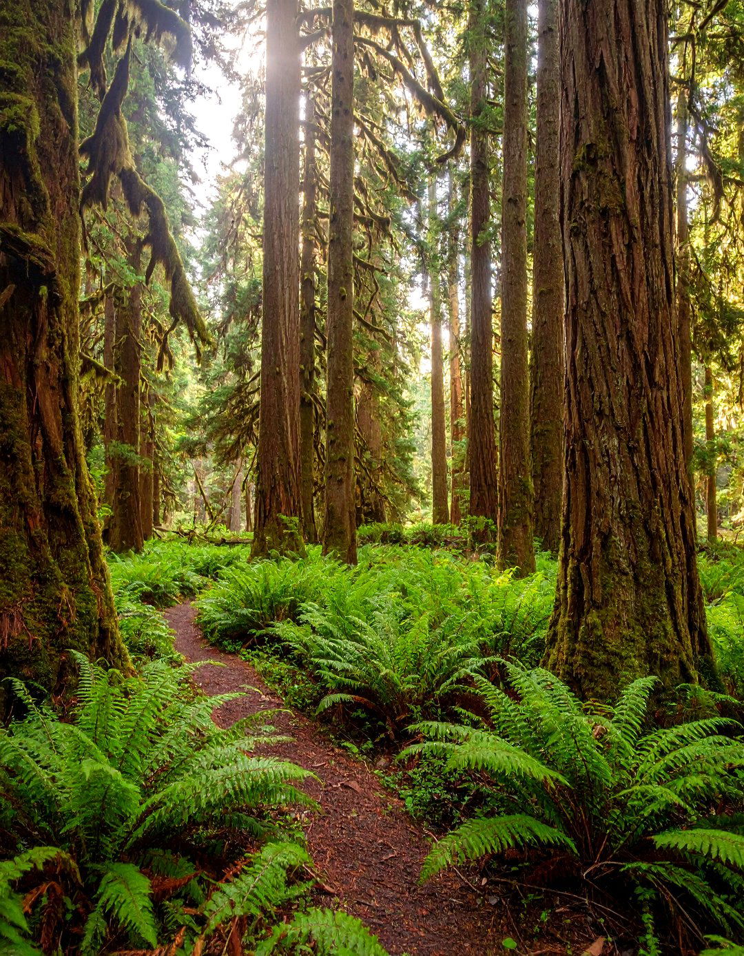 Rustic Landscaping incorporating Native Tree Grove Sanctuaries - 20 Rustic Landscaping Ideas