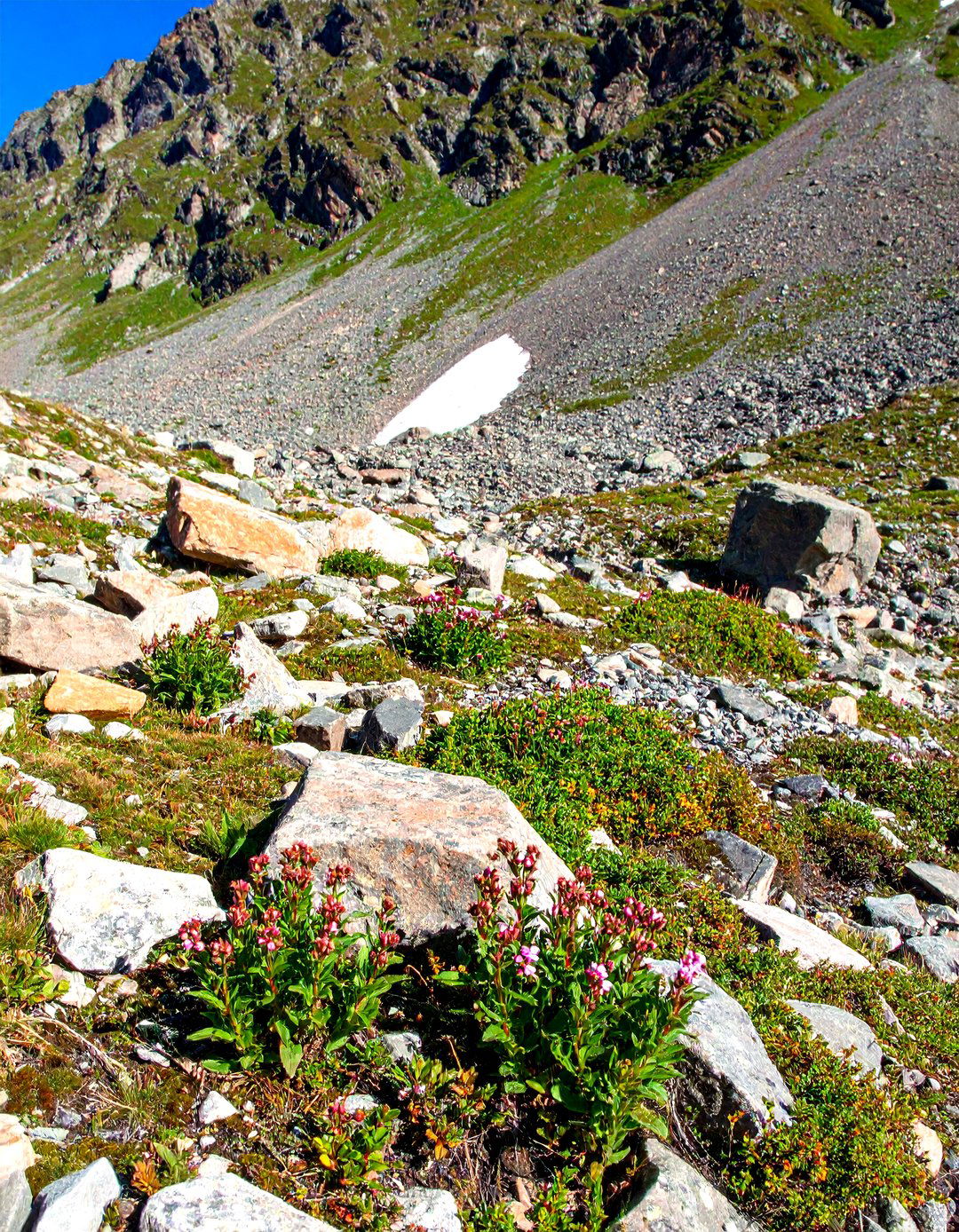 Scree Rock Garden Formation - 20 Rock Garden Ideas