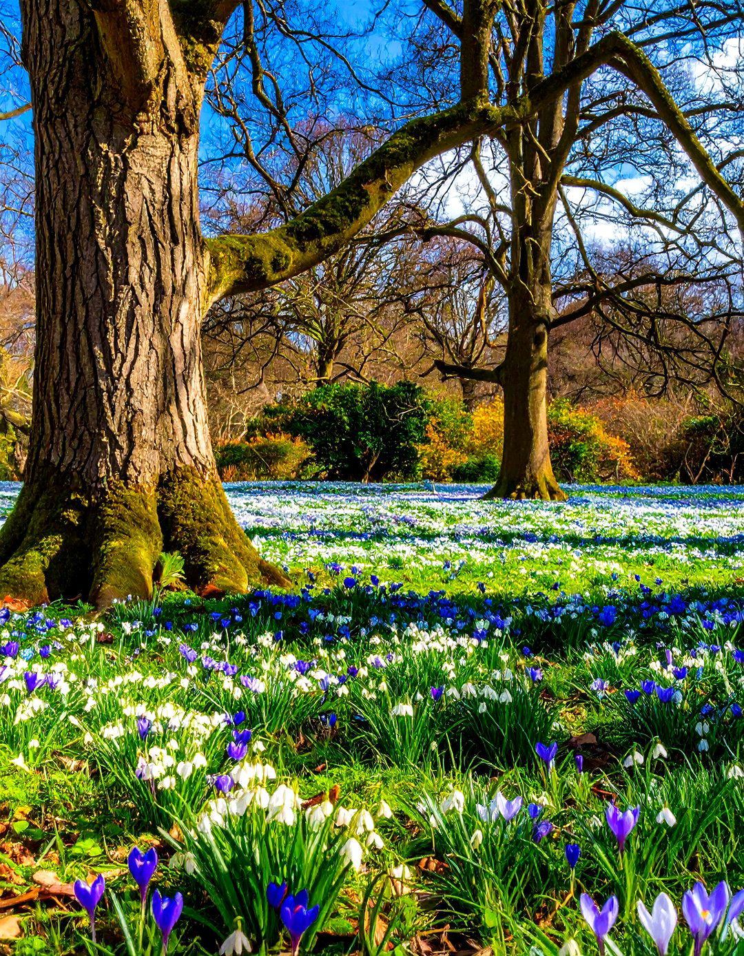 Seasonal Bulb Interest - 20 Shady Garden Ideas