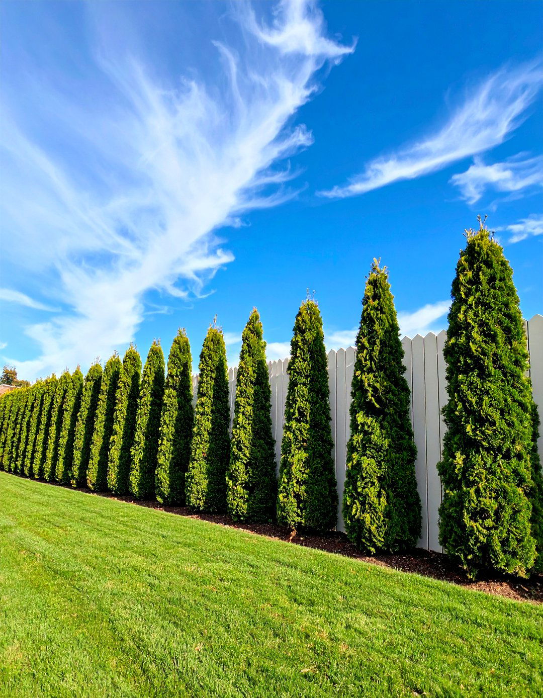 Sky Pencil Holly Shrubs for Privacy - 20 Shrubs for Privacy