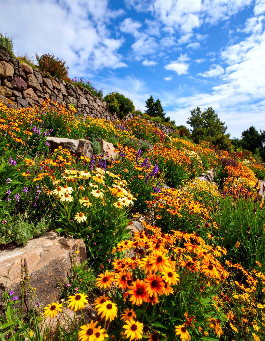 Slope Wildflower Garden - 20 Wildflower Garden Ideas