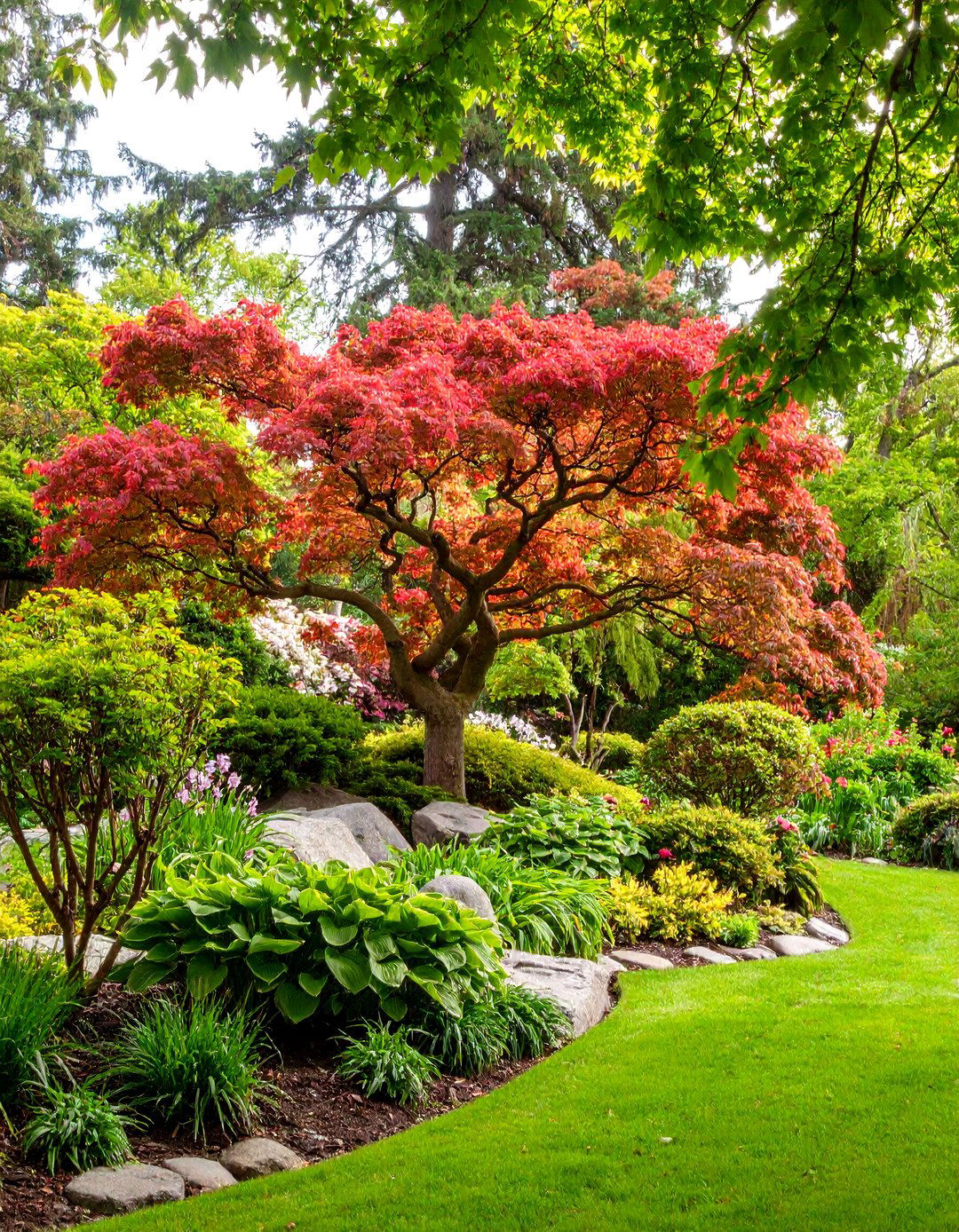 Specimen Tree Garden Centerpiece - 20 Garden Centerpiece Ideas