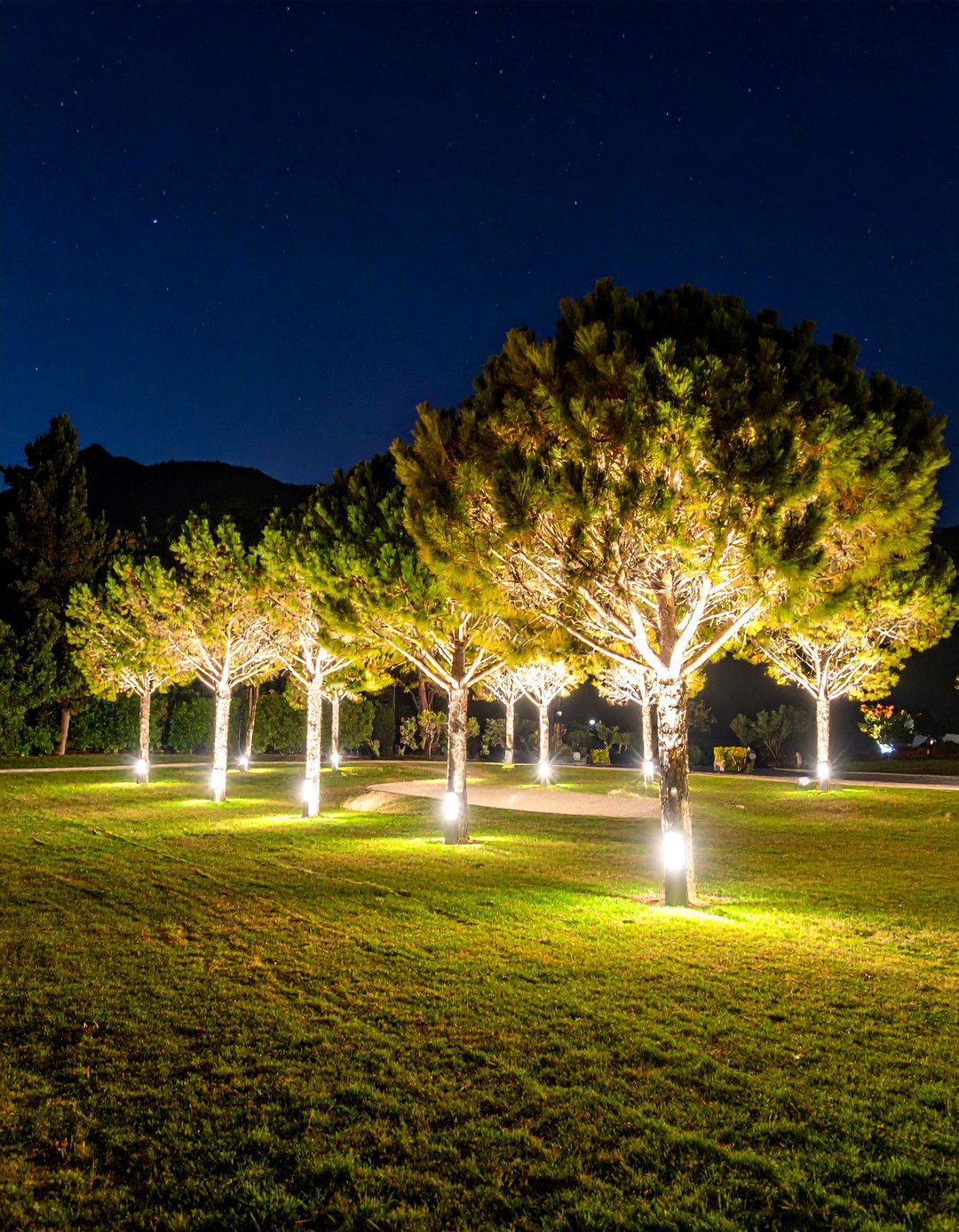 Specimen Tree Uplighting Landscape Lighting Display - 20 Landscape Lighting Ideas