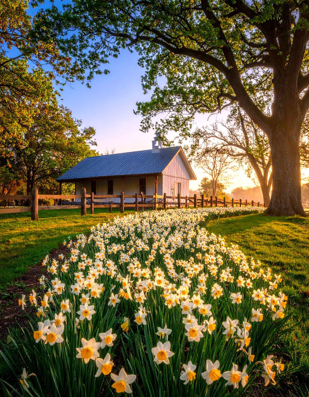 Succession Planted Daffodil Calendar Bed - 20 Daffodil Garden Ideas