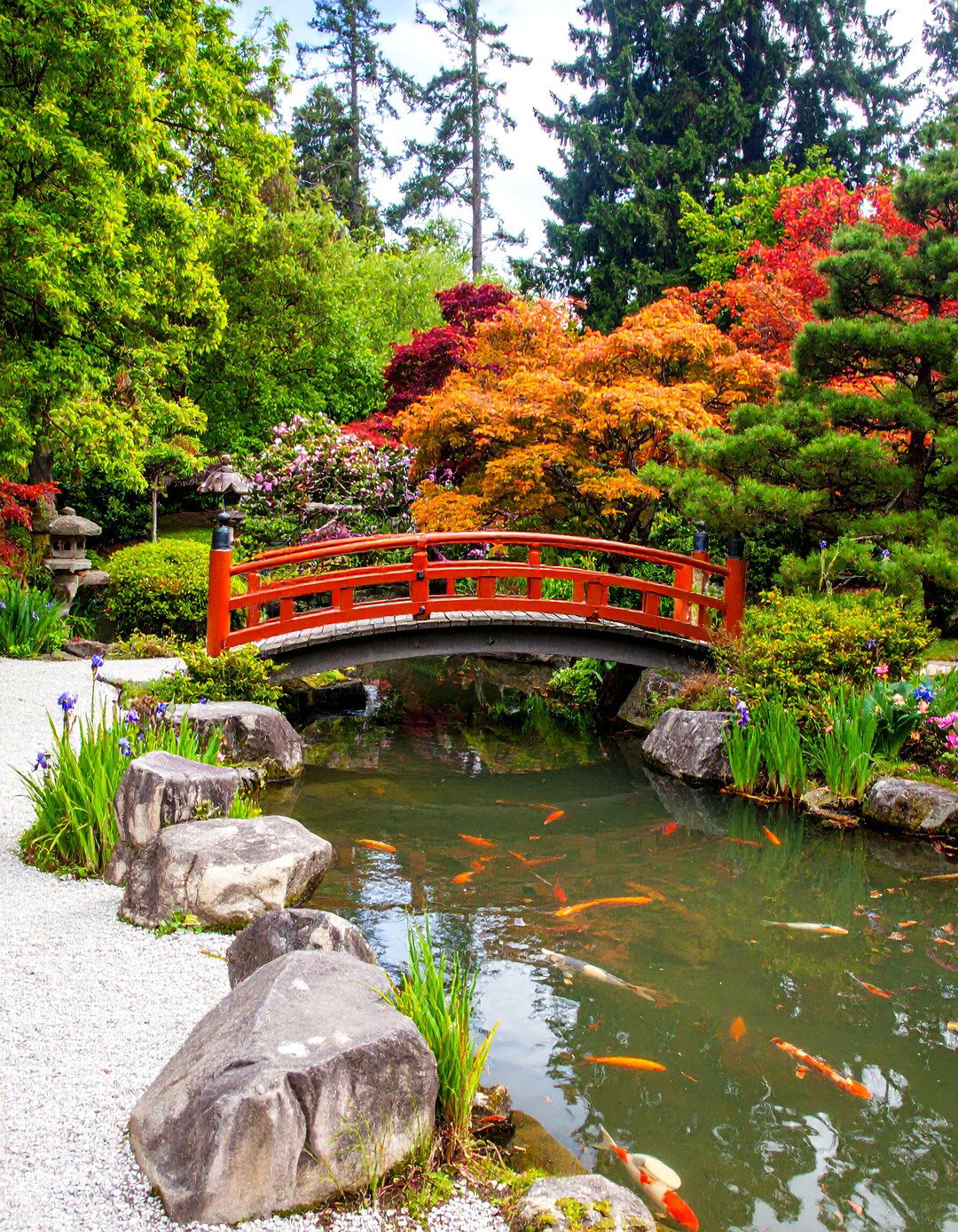 Traditional Japanese Koi Pond Garden - 20 Koi Pond Ideas