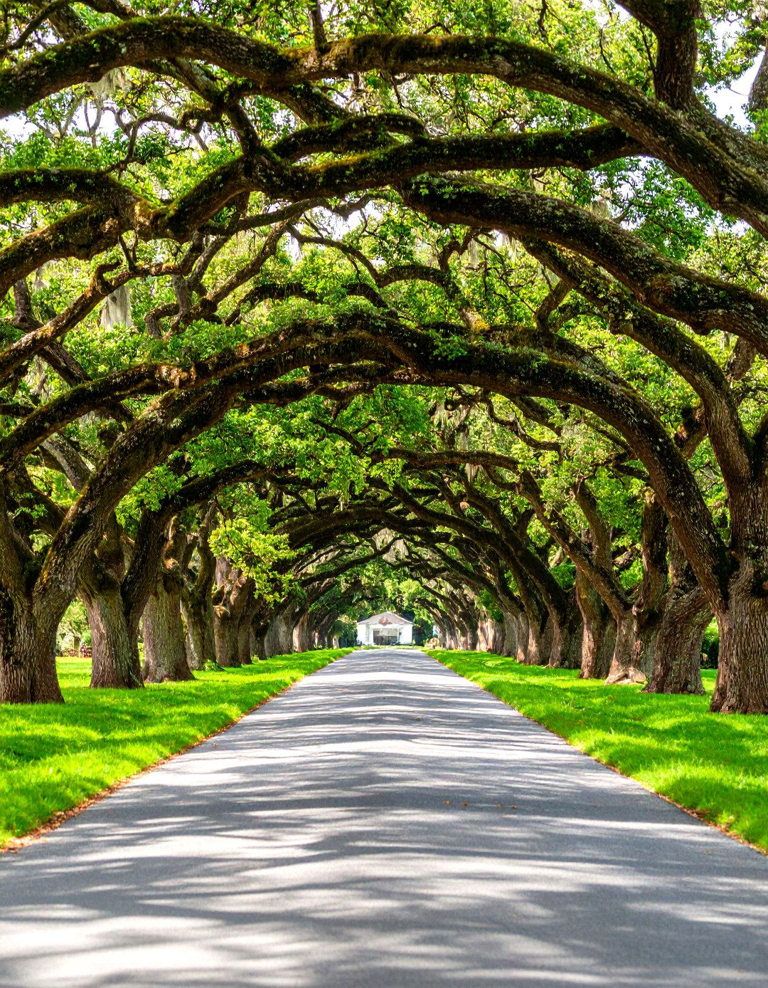 Tree Canopied Driveway Entrance - 20 driveway entrance ideas