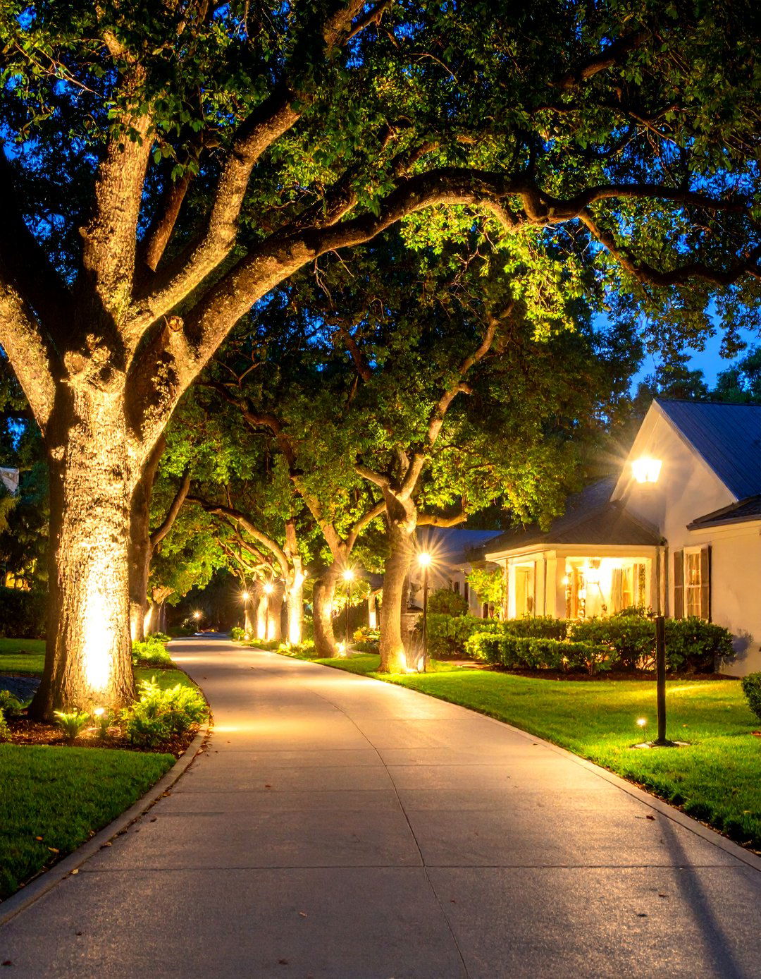 Tree Uplighting Along the Driveway - 20 Driveway Lighting Ideas