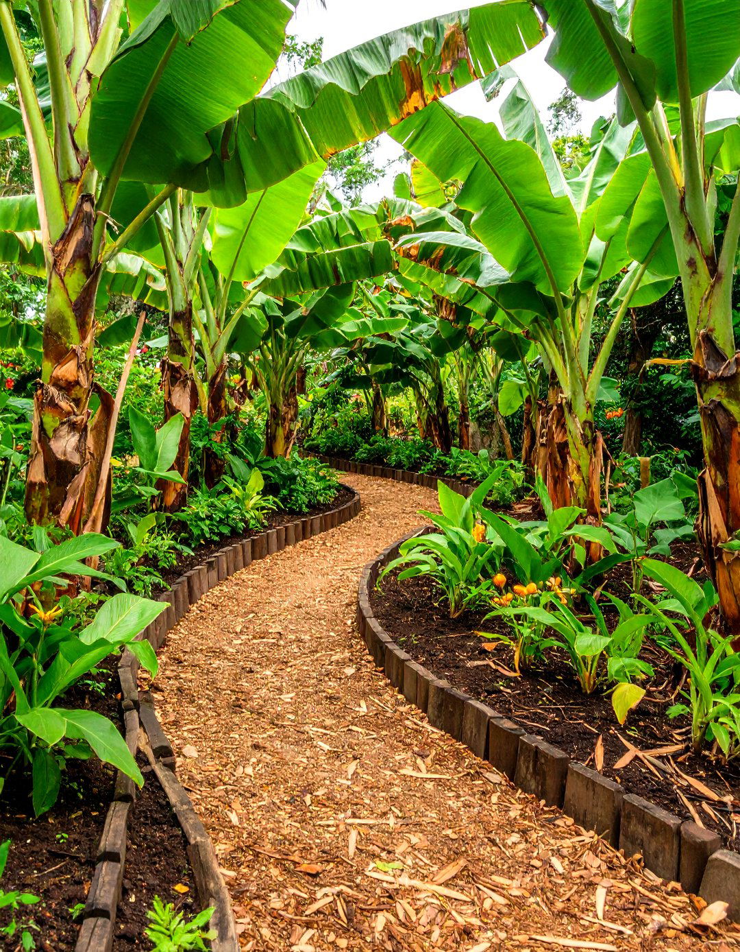 Tropical Spiral Garden - 20 Spiral Garden Design Ideas