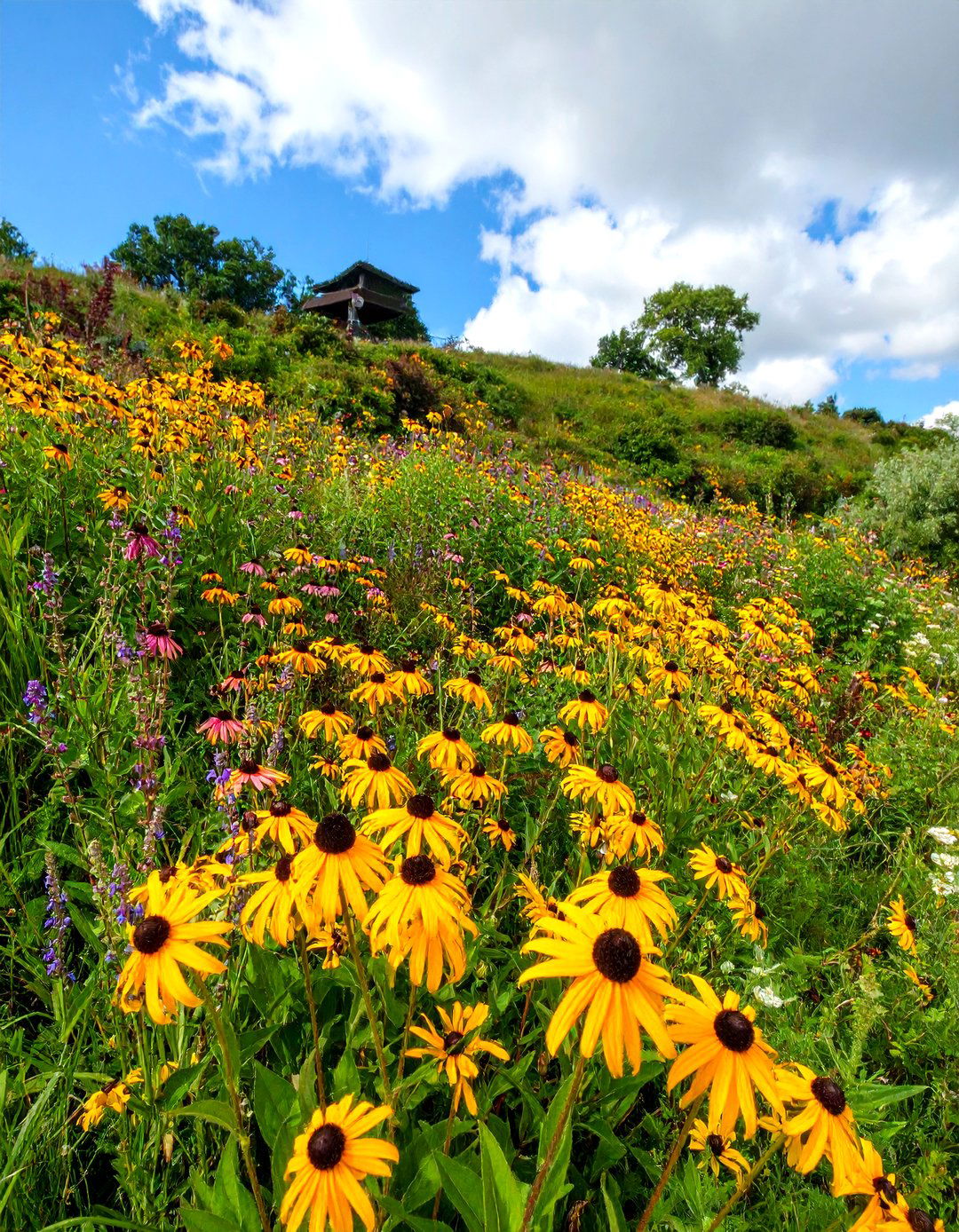 Wildflower Meadows - 20 Sloped Garden Ideas
