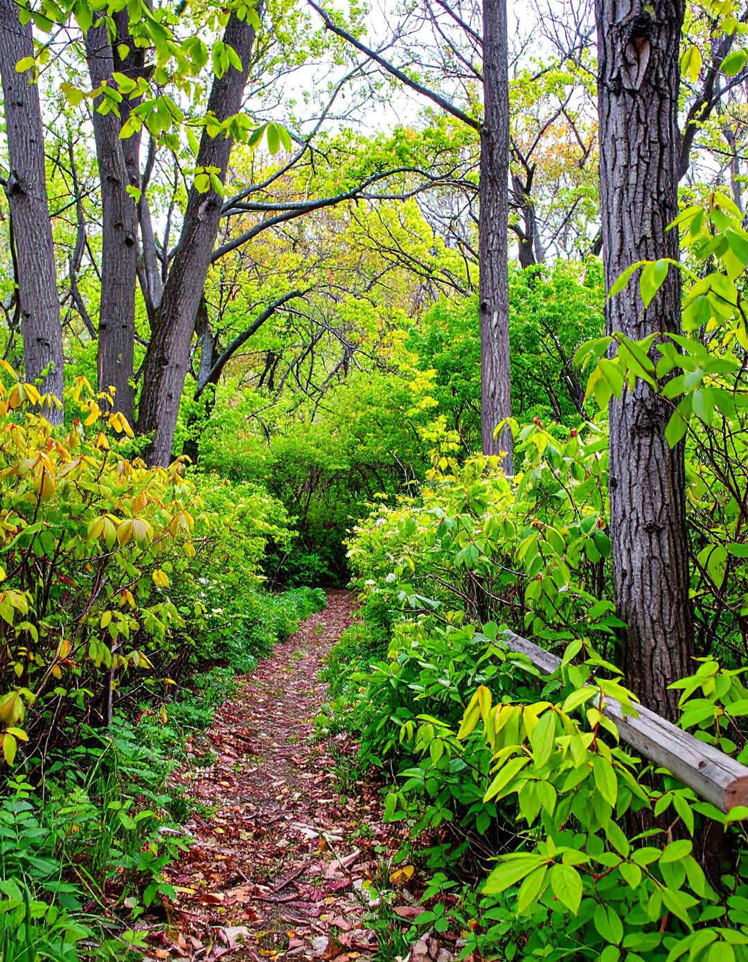 Wildlife Corridor Hedgerow Garden Layout - 20 Garden Layout Ideas