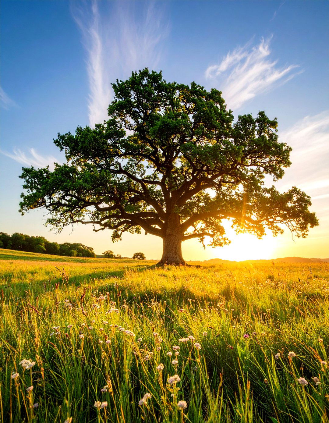 Wind Resistant Tree Choices for Exposed Landscape Areas - 20 Tree Landscaping Ideas