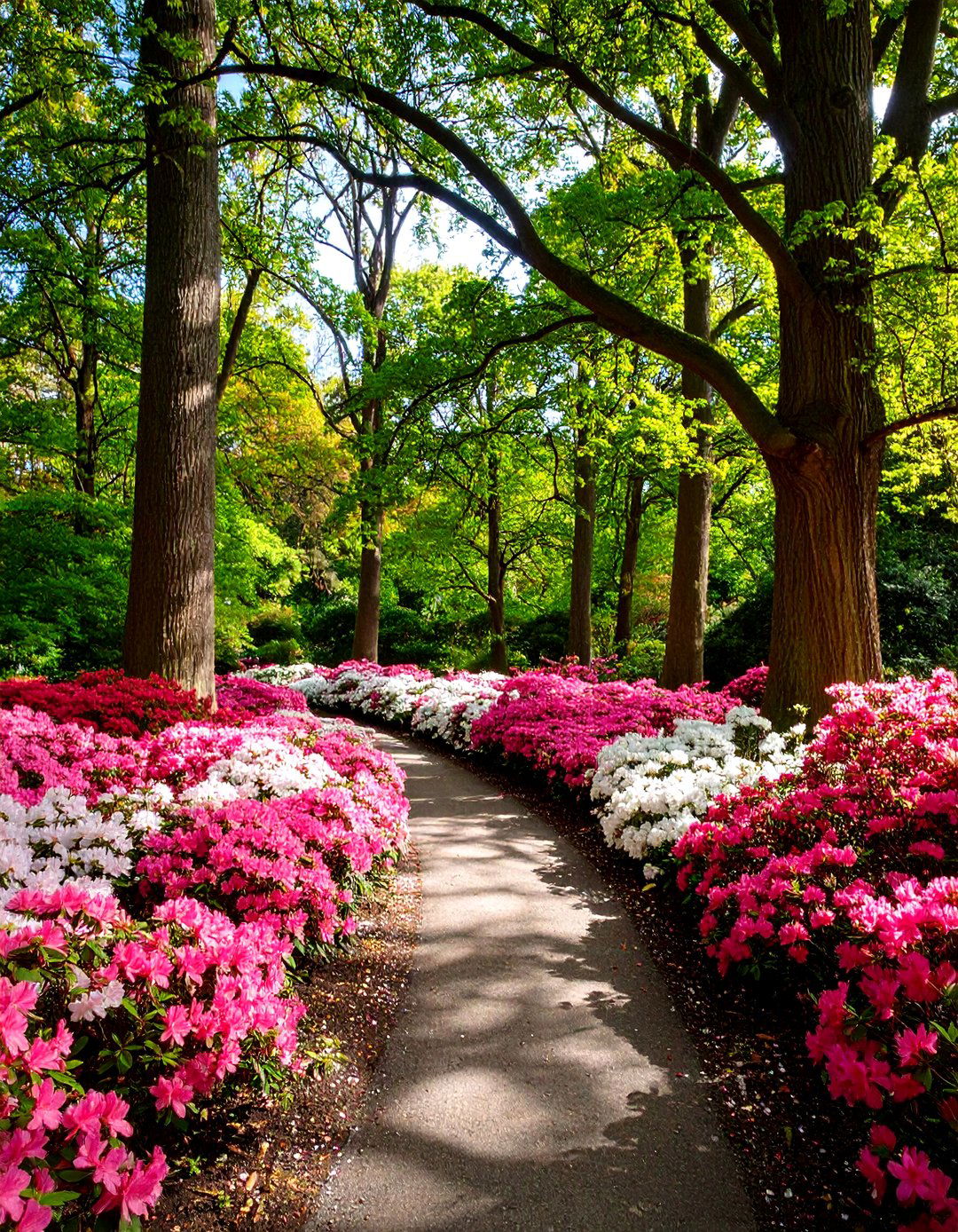 Woodland Azalea Sanctuary for Natural Beauty - 20 Azalea Garden Ideas