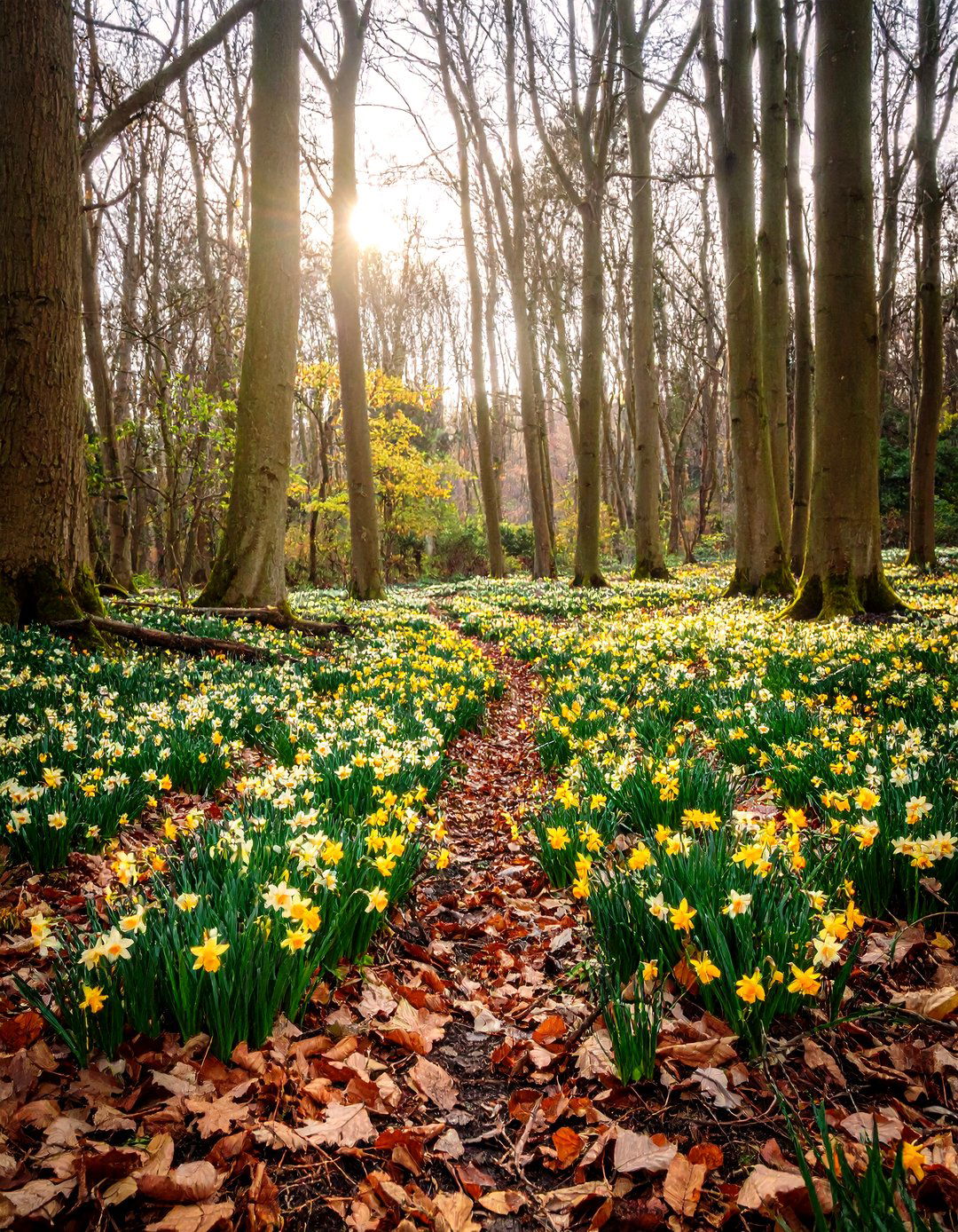 Woodland Daffodil Carpet Under Bare Branches - 20 Daffodil Garden Ideas