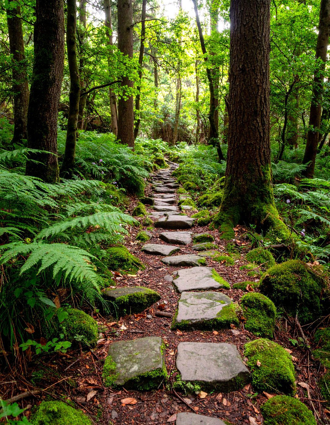 Woodland Flagstone Steppers Through Native Ferns - 20 Flagstone Walkway Ideas