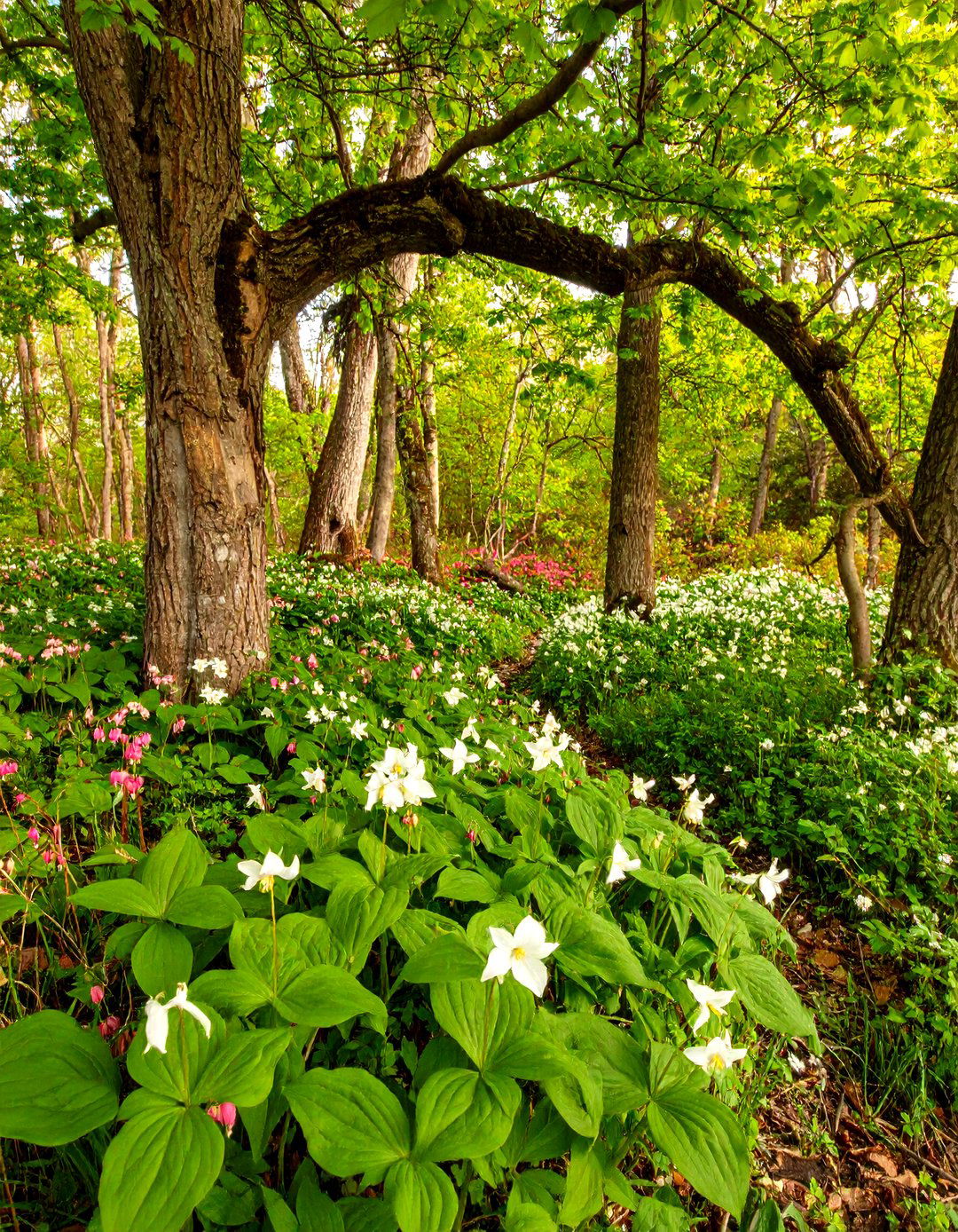 Woodland Spring Glades - 20 Spring Garden Ideas