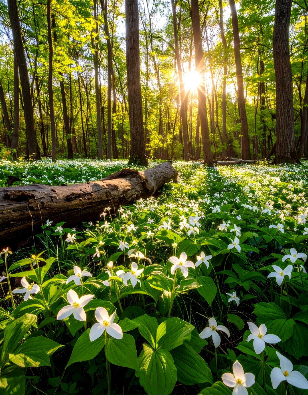 Woodland Theme - 20 Shady Garden Ideas