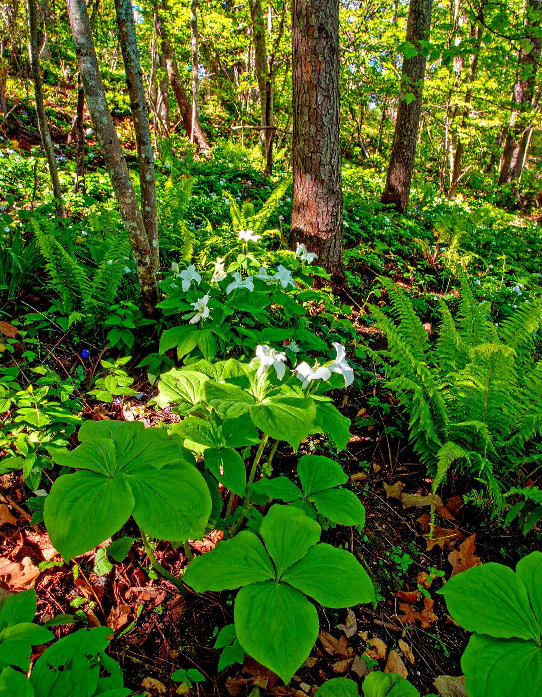 Woodland Underplanting - 20 Sloped Garden Ideas
