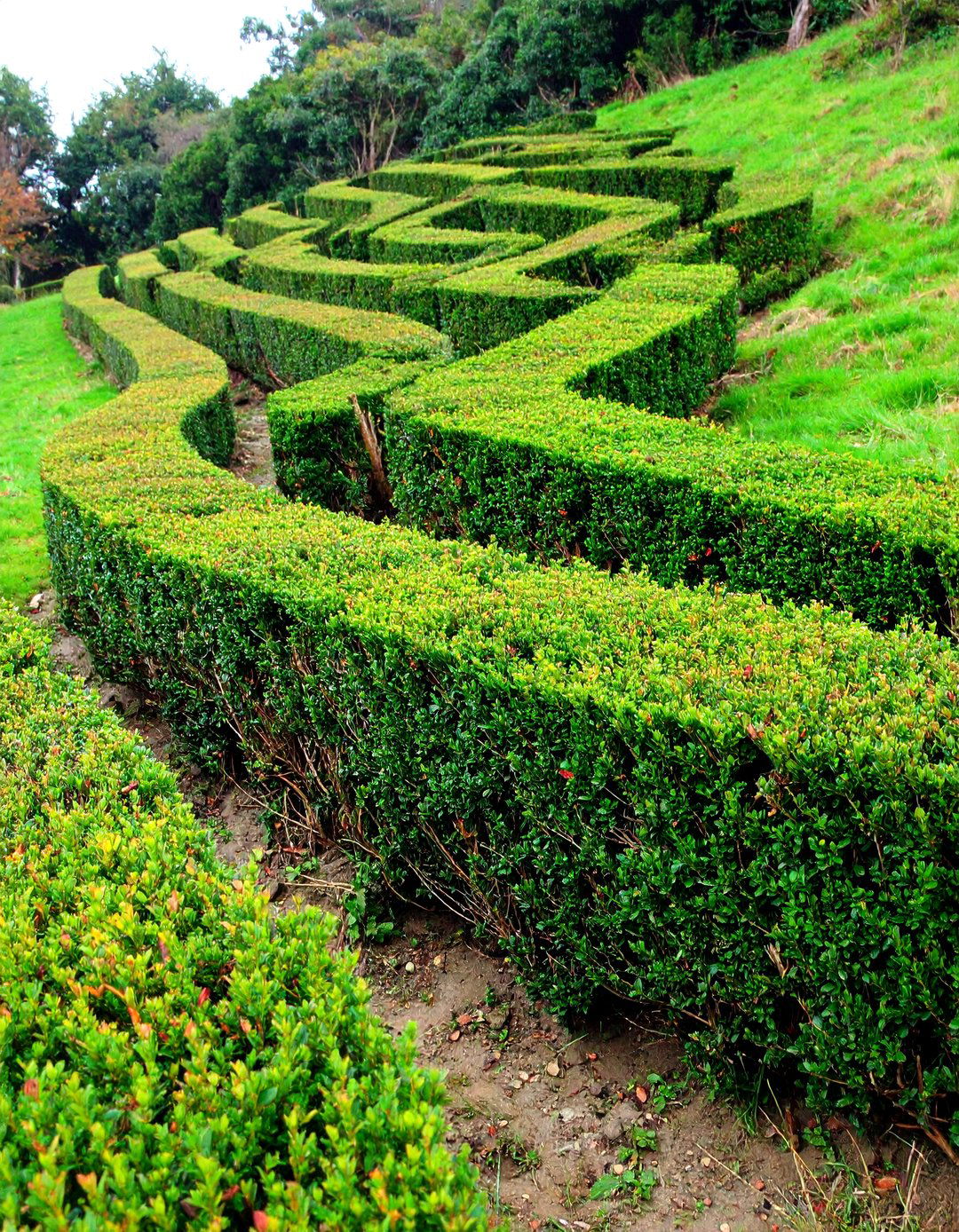 Zigzag Boxwood Hedge on a Slope - 20 Front Yard Boxwood Shrubs